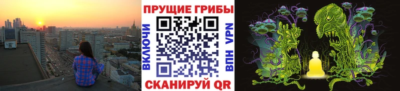 Псилоцибиновые грибы Psilocybe  Пустошка 